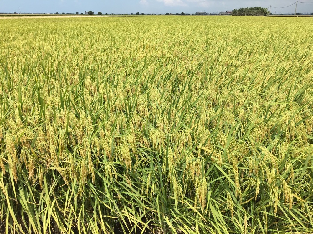 Ripe paddy ready for harvest