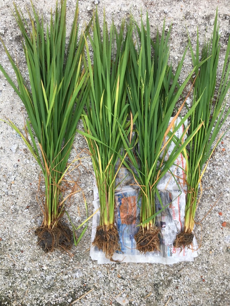 Evaluating vegetative growth in the field