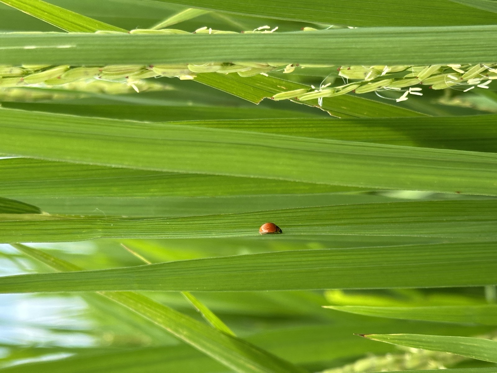 Paddy fields under cultivation