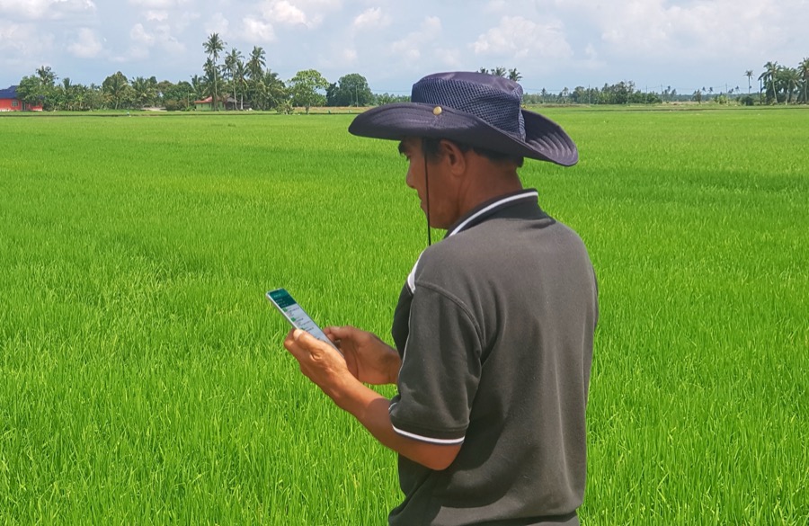 Checking a paddy plot in the field